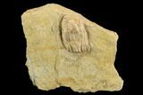 Fossil Crinoid (Zeacrinites) - Alabama #122391-2